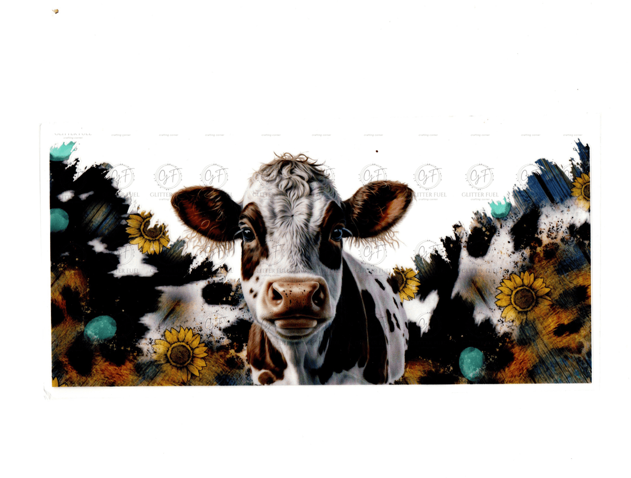 Heifer/Cow